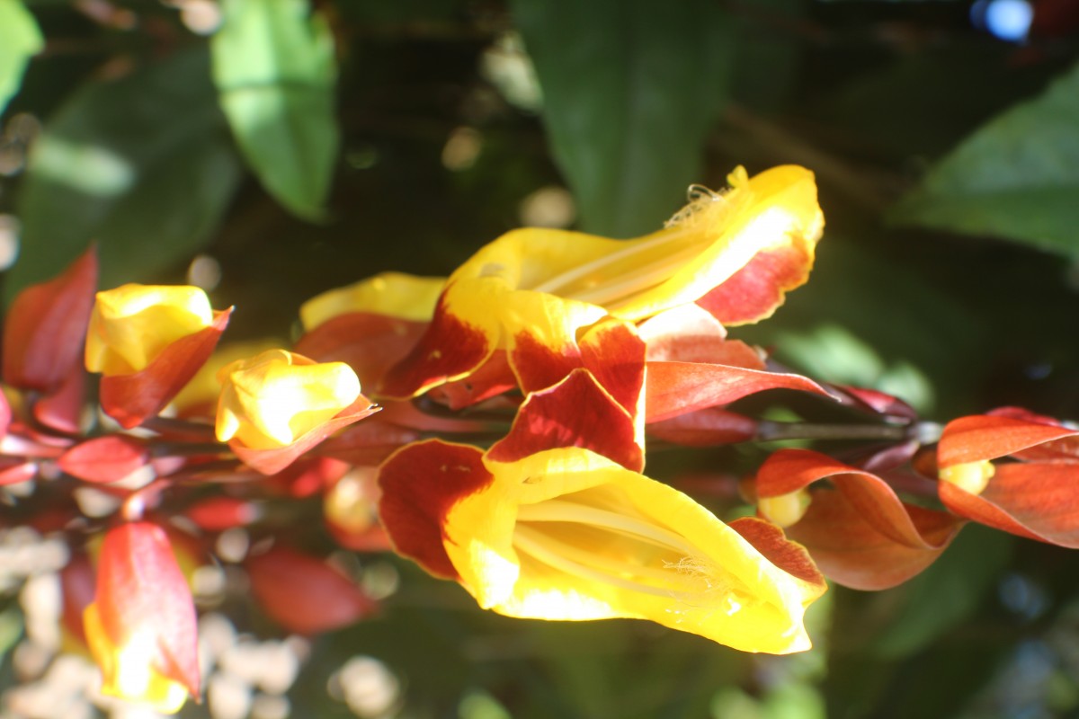 Thunbergia mysorensis (Wight) T.Anderson